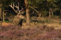 Park de Hoge Veluwe